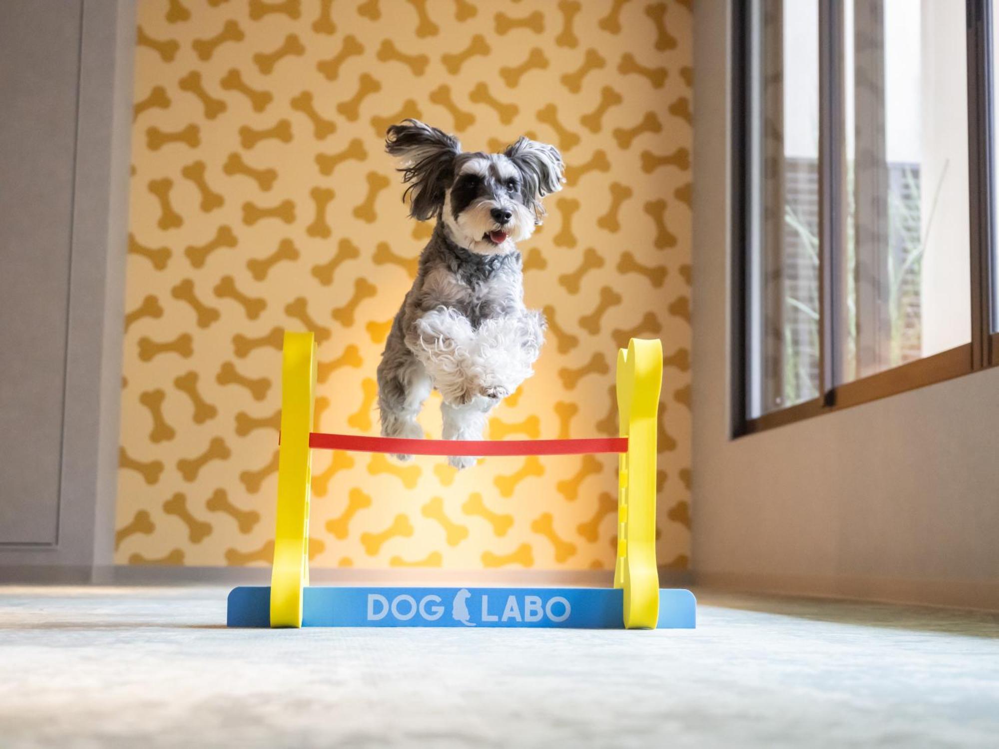 Hotel Anddoggy Kyoto Nijo Eksteriør bilde