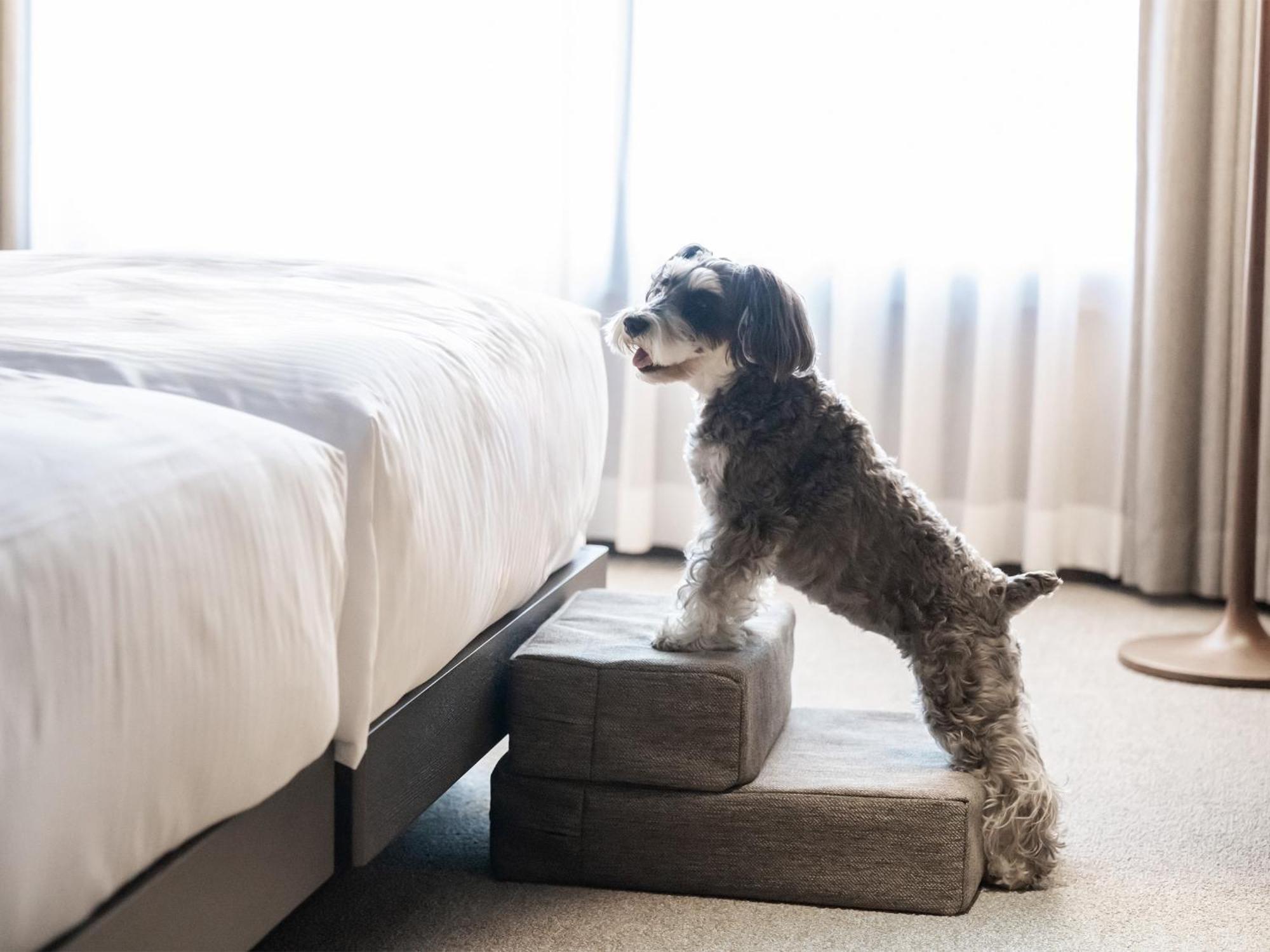 Hotel Anddoggy Kyoto Nijo Eksteriør bilde